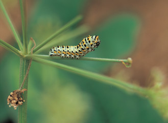풀과 애벌레