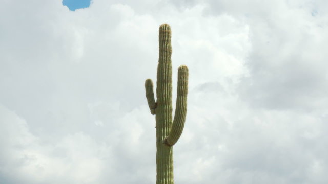 Desert Cactus / Clouds - Time Lapse
