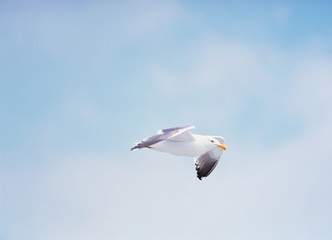 하늘과 갈매기