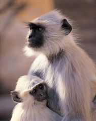 다양한 야생동물