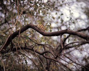 나뭇가지의 다람쥐