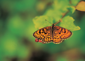 Fototapeta na wymiar 풀과 나비