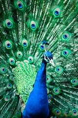Obraz premium Beautiful Peacock