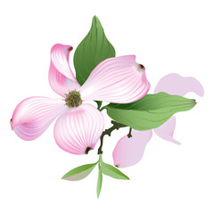 Fototapeta premium Dogwood - pink