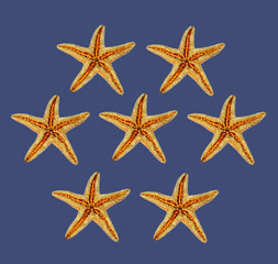 Fototapeta na wymiar composizione di stelle marine
