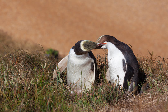 Two Yellow Eyed Penguins Kissing