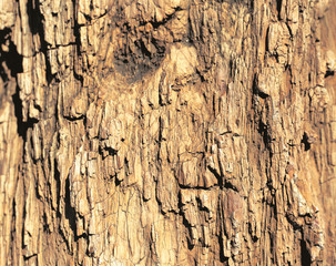 나무 배경이미지