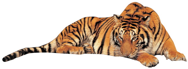 야생동물 오브젝트