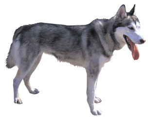 귀여운 애완동물