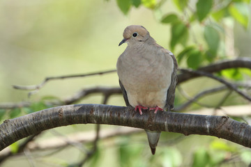 Mourning Dove Perched on a Tree Branch