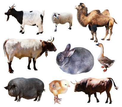   farm animals. Isolated over white background