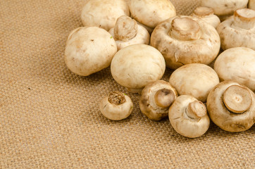 Mushroom