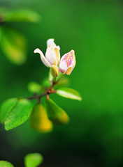 아름다운 야생화