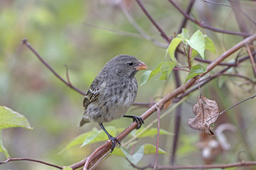 Female Galapagos Ground Finch