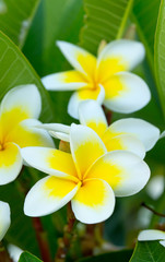 plumeria flowers
