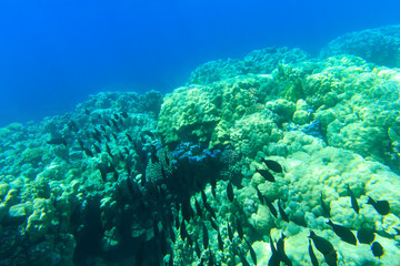 Obraz na płótnie Canvas Underwater panorama