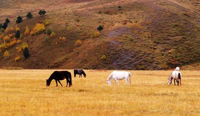 중국의 자연풍경