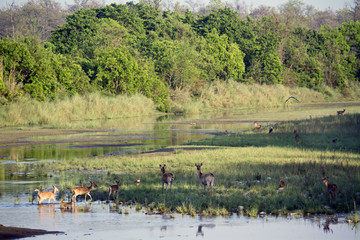 Fototapeta premium Wild river landscape in Bardia, Nepal