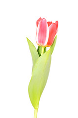 Red tulip isolated on white background
