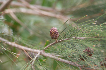 Coastal She-oak