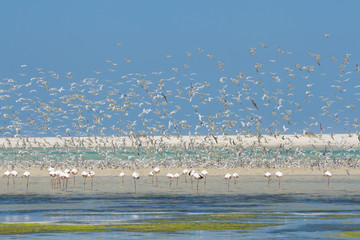 Flock of flamingos wading in shallow lagoon water with swarm of