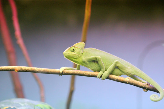 カメレオン