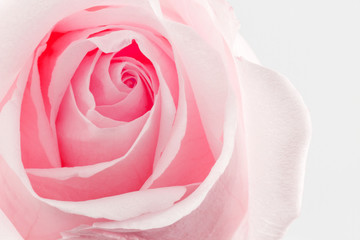 Obraz na płótnie Canvas Flower rose texture nature background.
