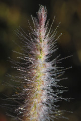 Close up water drop on petals