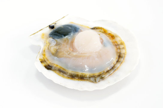 貝殻付きのホタテ貝
