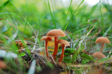 Mushrooms in the forest. Macro.
