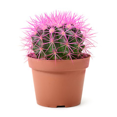 cactus in pot isolated on white