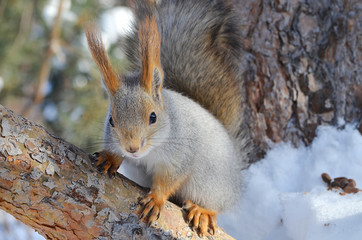 Белка в лесу.