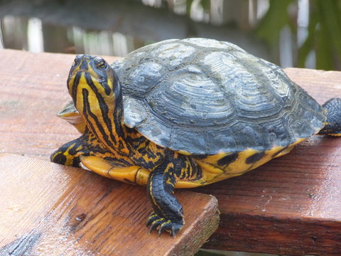 Schildkr&ouml;te