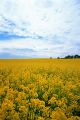 Obraz premium 꽃과 봄풍경