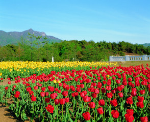 Obraz premium Park z tulipanami
