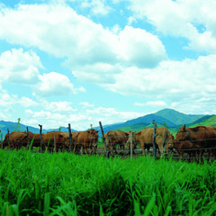 소와 들판 © wizdata