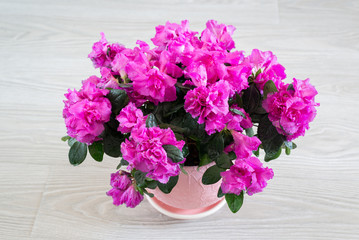 Pink azalea and rose stand on the floor in room