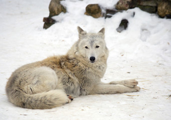 Obraz na płótnie Canvas Степной волк зимой