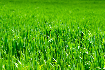 green grass
