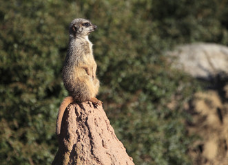 Naklejka na ściany i meble A meercat standing at attention on a rock.