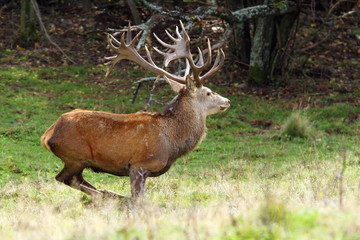 Naklejka na ściany i meble big red deer stag in a clearing