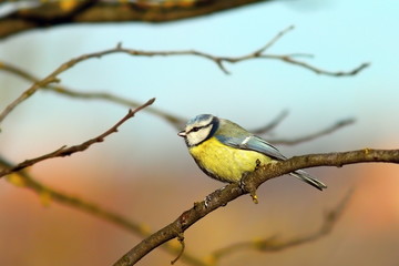 Obraz premium blue tit up in the tree