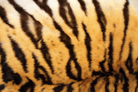 black stripes on real tiger fur
