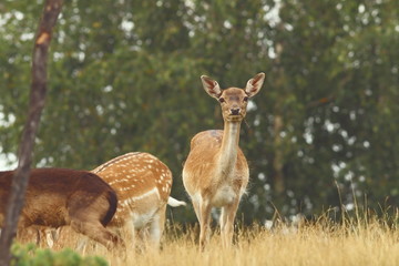 fallow deer hind looking at camera