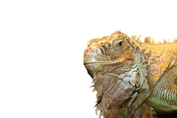 green iguana portrait over white