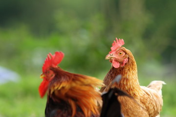 hen and rooster couple