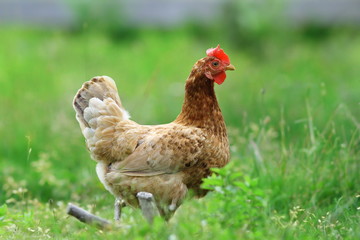 hen in the farm yard
