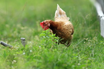 hen looking for food