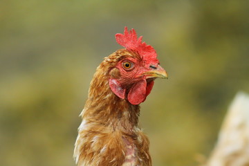 portrait of brown hen
