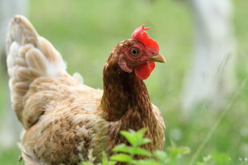 portrait of brown hen